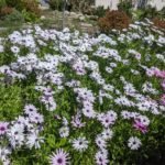 Peniel Garden